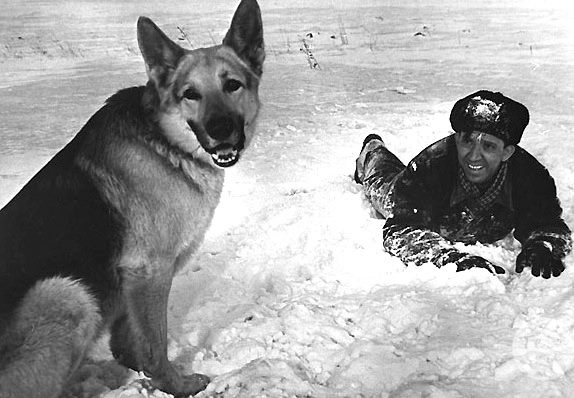 Какие породы собак были самыми популярными в СССР