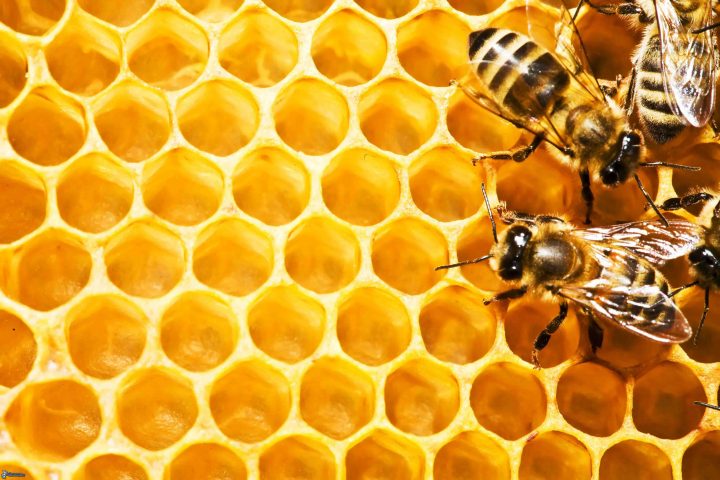 Продукты пчеловодства, которые полезнее меда