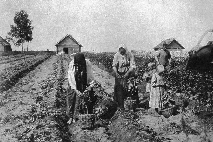 Какие овощи растили на Руси до появления картофеля