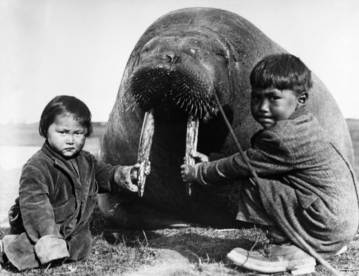 Зачем чукотские эскимосы коллекционировали черепа