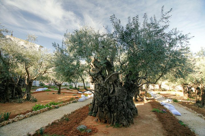 Гефсиманский сад: что таит в себе любимое место Иисуса