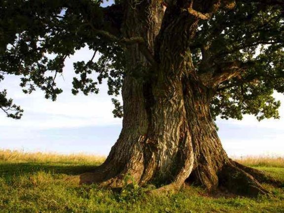 Где в России растут самые старые деревья