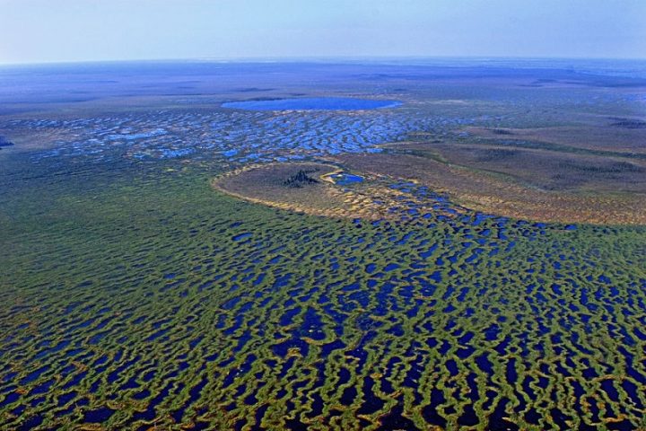 Васюганские болота: какие тайны скрывает самая огромная топь в мире