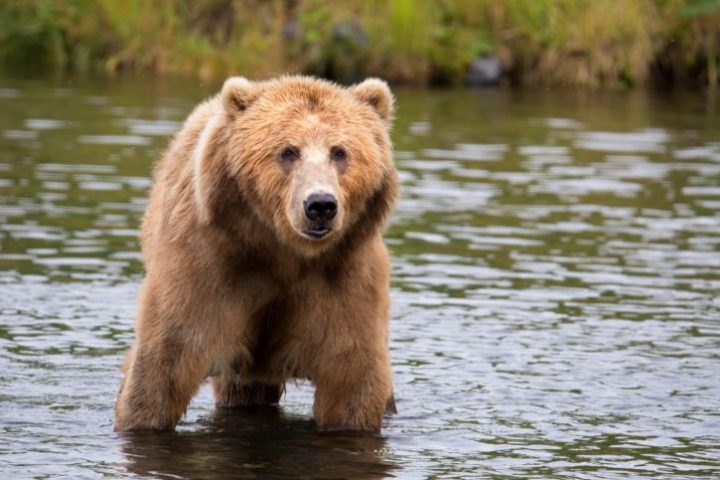 В какой части России живет больше всего волков и медведей