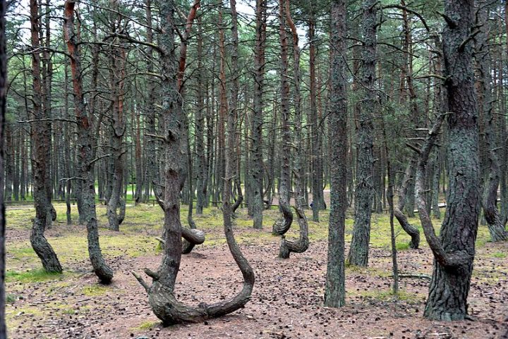 «Пьяный» бор и другие самые необычные леса России