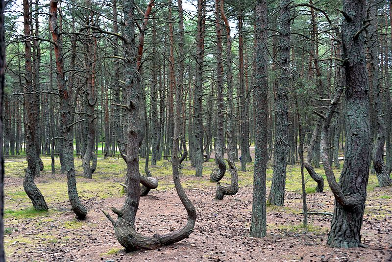 Фотография лесов россии