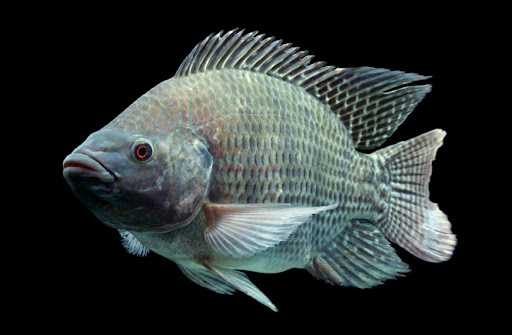 Тилапия: почему кожу этой рыбы используют вместо бинтов
