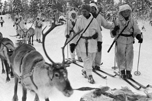 «Рогатые солдаты»: как олени воевали в Великую Отечественную
