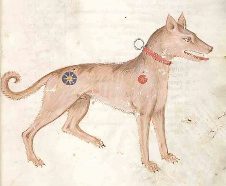 Собака: почему это животное считалось проклятым во всех культурах