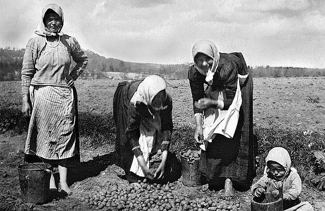 «Дьявольское яблоко»: почему русские крестьяне боялись картошки