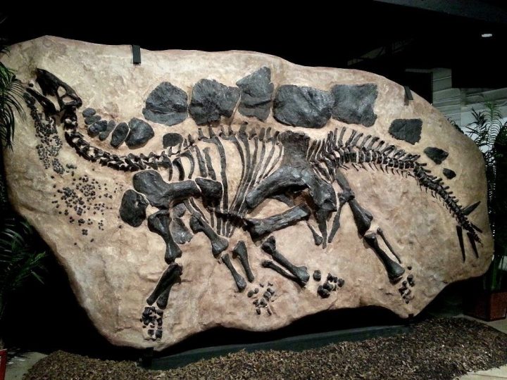 Палеонтологи нашли в Китае древнейшего предка стегозавров