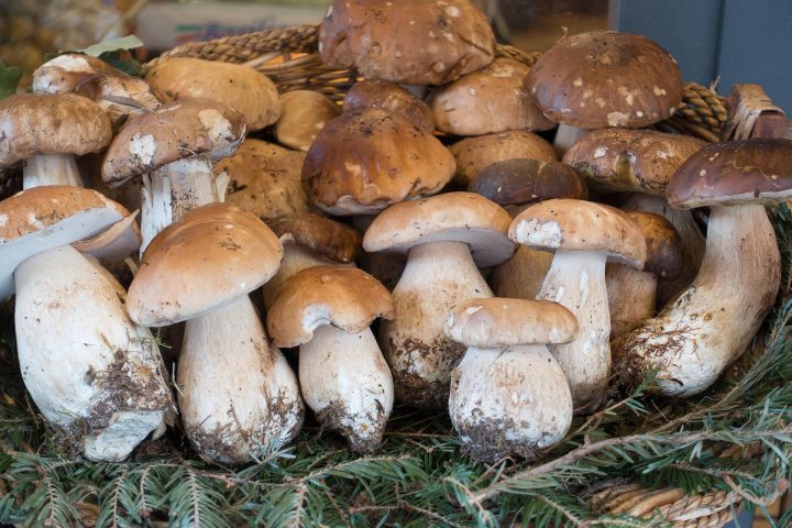 «Царь-гриб»: почему боровики считаются самыми лучшими грибами