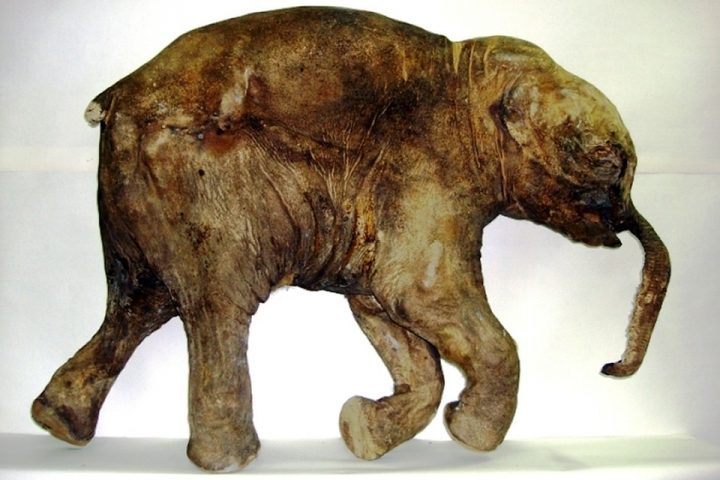 Живые гиганты прошлого: возможно ли «воскресить» мамонтов