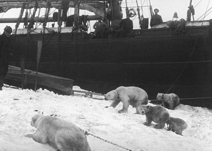 Ездовые белые медведи: чем кончился опыт полярника Седова