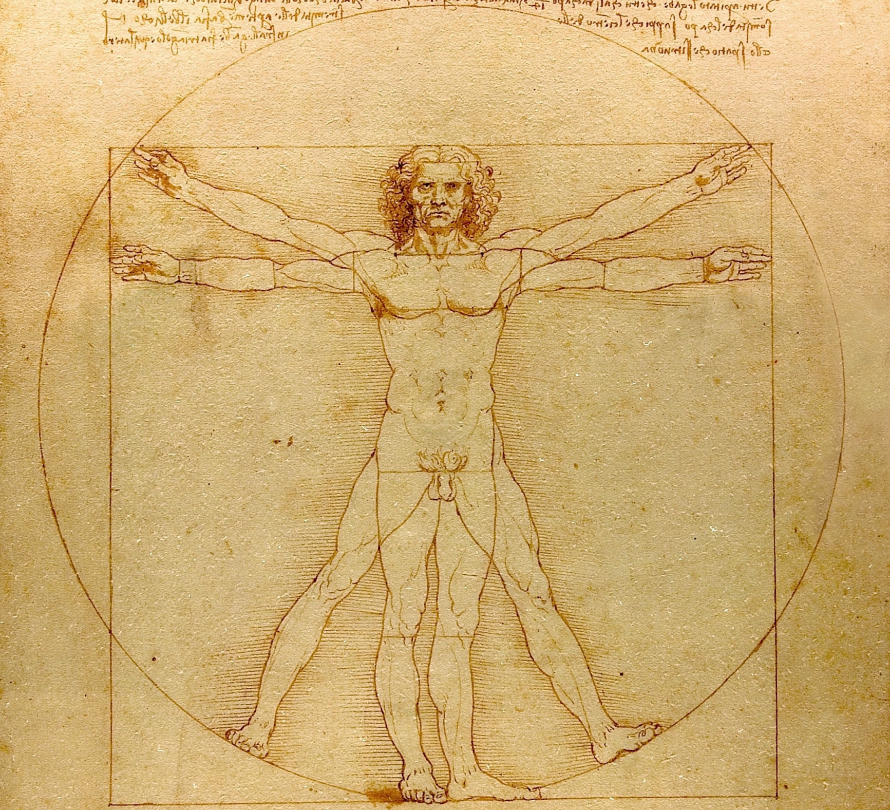 Картина Леонардо да Винчи человек в круге