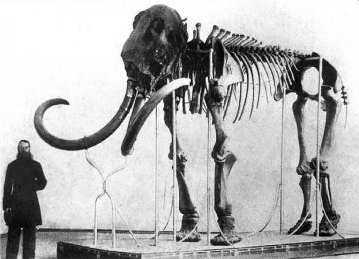 Живые гиганты прошлого: из-за чего вымерли мамонты на самом деле