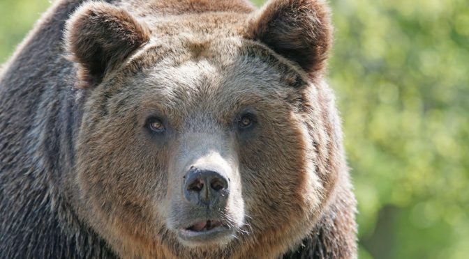 «Медвежий геноцид» 1867 года: чем обернулся запрет «уличных» медведей в России