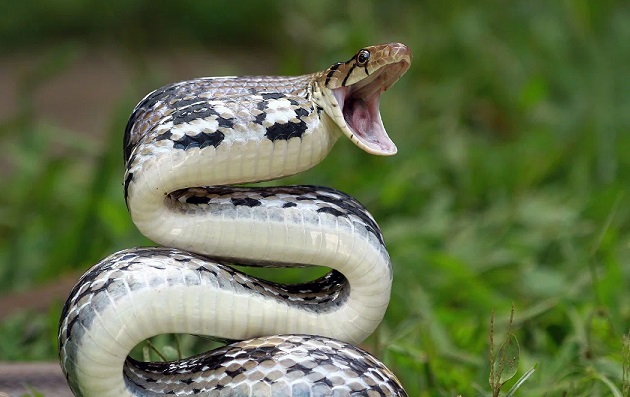 Самая опасная змея для человека: кто она