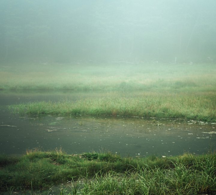 Череповецкие болота: почему люди, которые находятся рядом с ними люди подвержены психозу