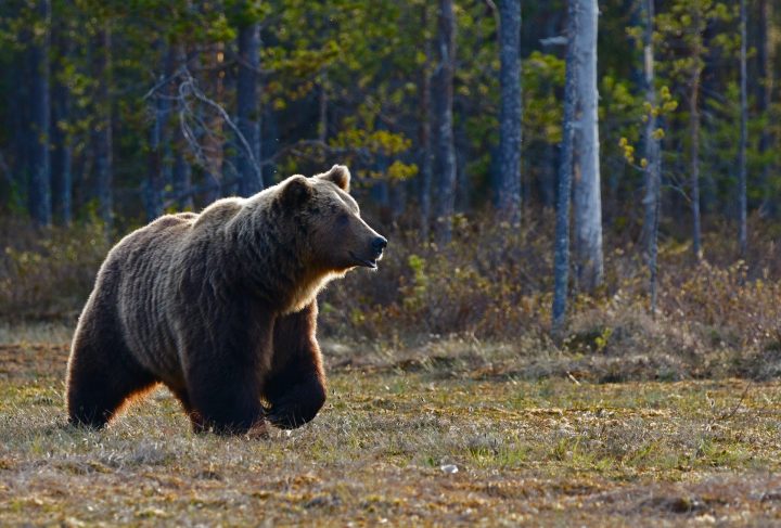 Волки и медведи: в каких регионах России их обитает больше всего