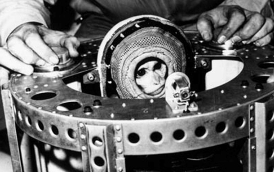 Почему первым американским «астронавтом» стала обезьяна