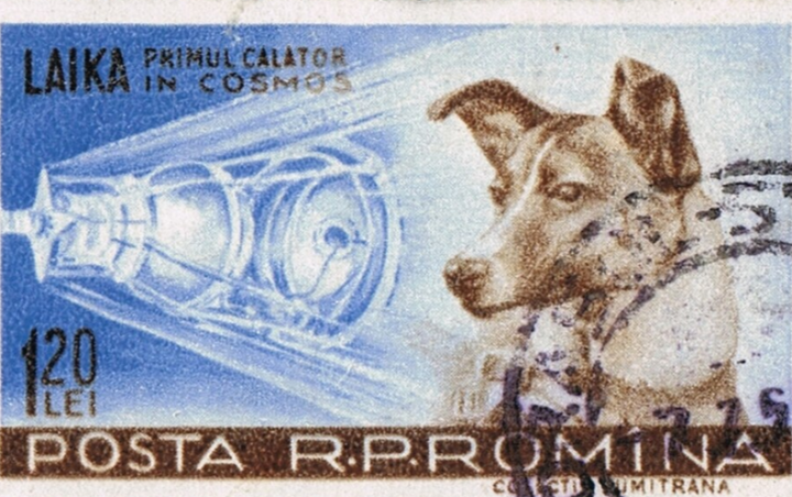 Лайка: трагическая судьба первой собаки в космосе