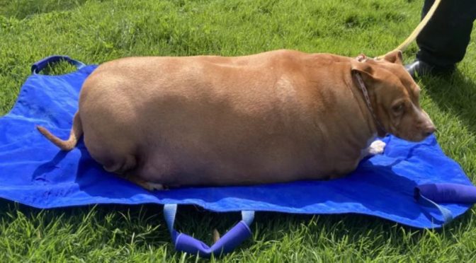 Хозяйку «самой толстой собаки в мире» посадили в тюрьму