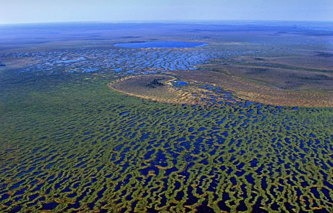 Васюганские болота: какие тайны скрывает самая огромная топь в мире
