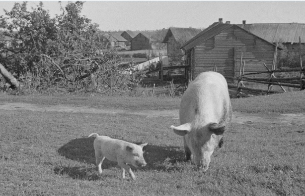 Свинья: почему мясо этого животного самое «нечистое» в исламе