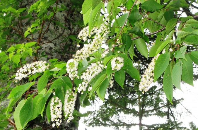 Нечистые: какие деревья на Руси никогда не сажали у дома