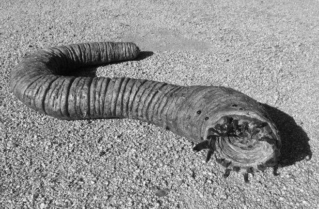 Мощи Ярослава Мудрого: как они могли оказаться у американцев