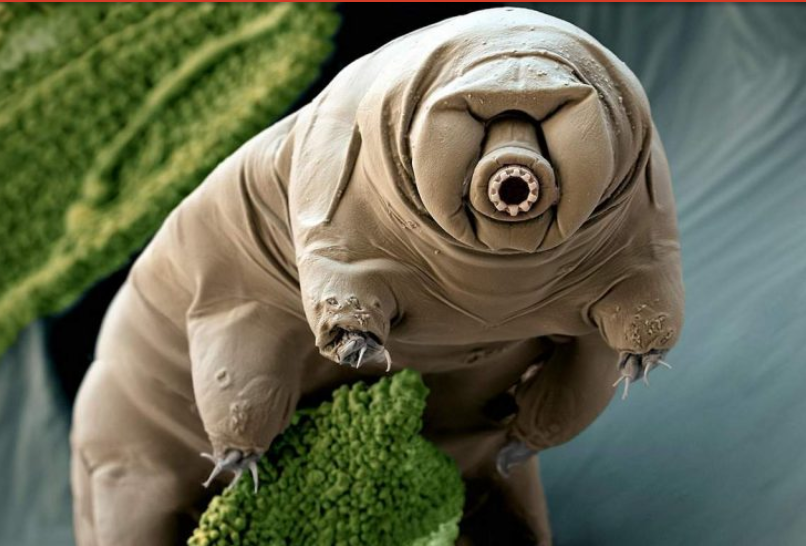 Мощи Ярослава Мудрого: как они могли оказаться у американцев