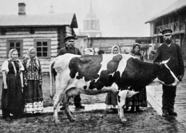 Какие части коровы было запрещено есть русским